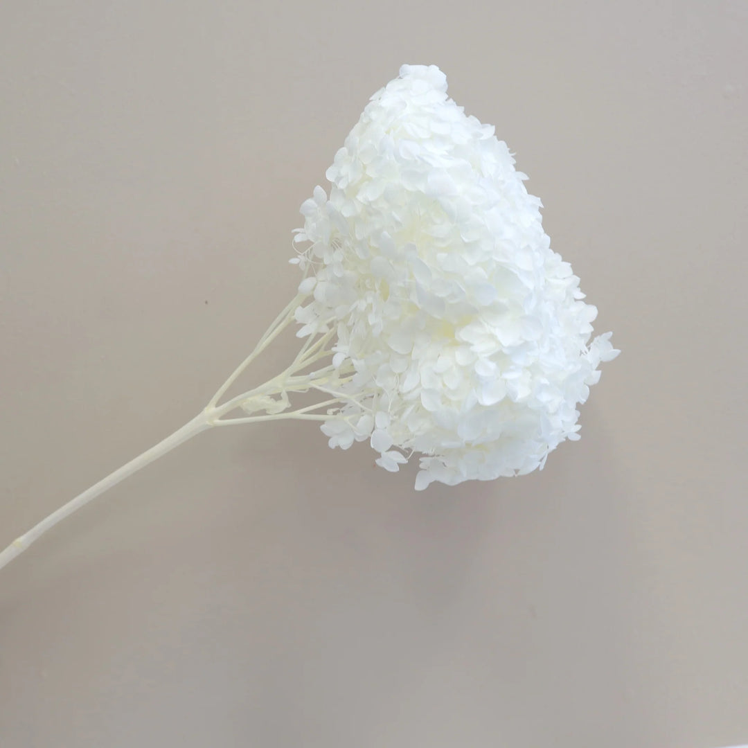 Preserved Hydrangea White