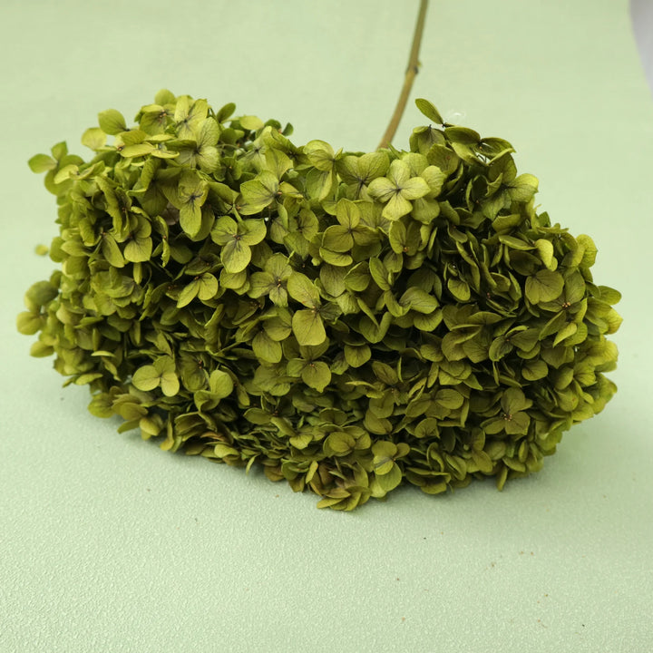 Preserved Hydrangea Green