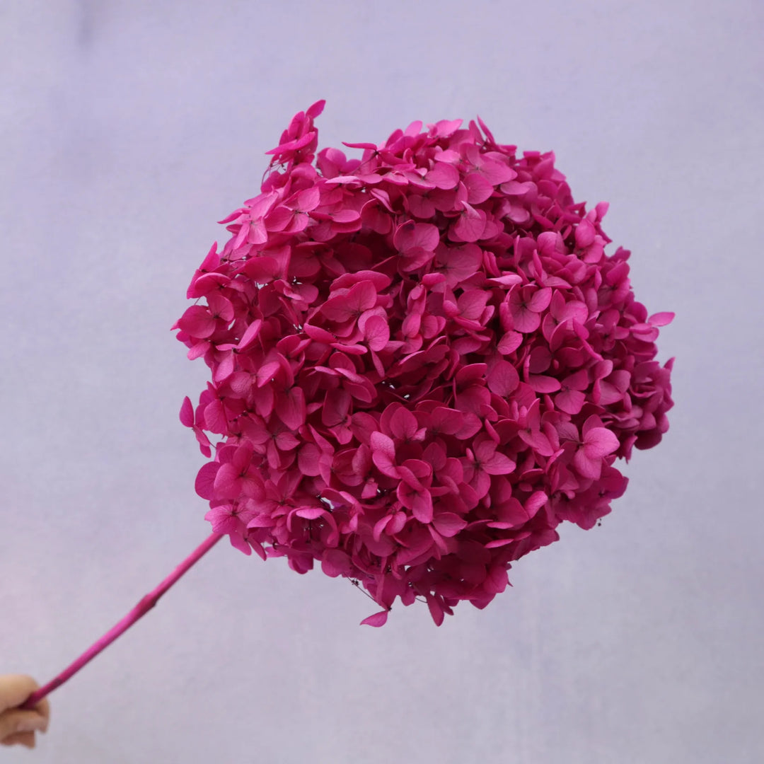 Preserved Hydrangea Magenta