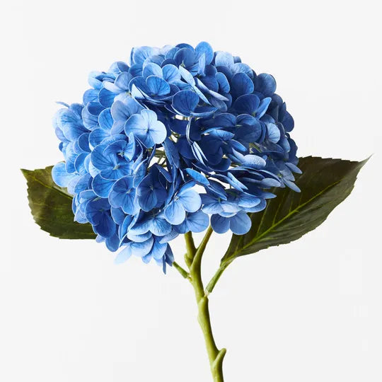 Blue Hydrangea