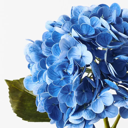 Blue Hydrangea