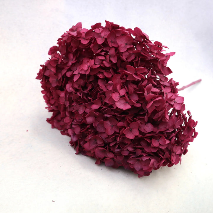 Preserved Hydrangea Burgundy