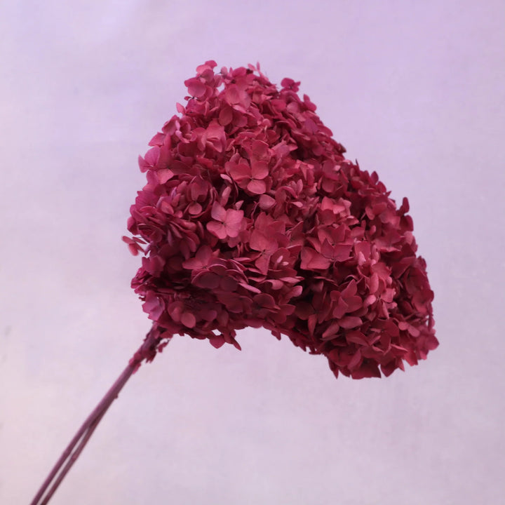 Preserved Hydrangea Burgundy