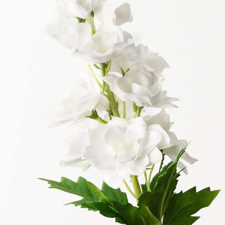 Delphinium White
