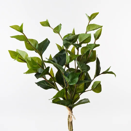 Ficus Leaf Bundle