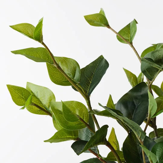 Ficus Leaf Bundle