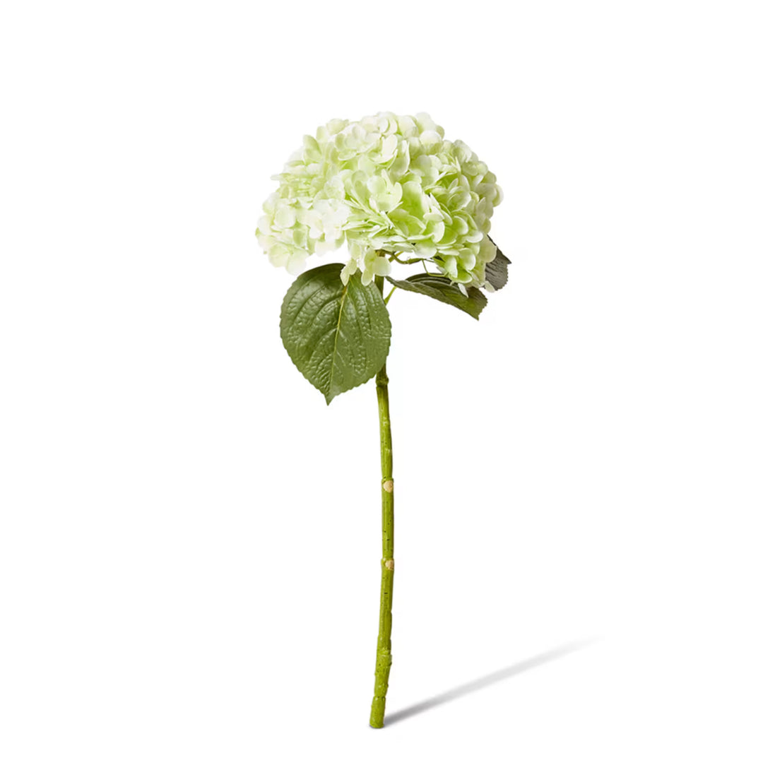 Hydrangea Classic Stem Green