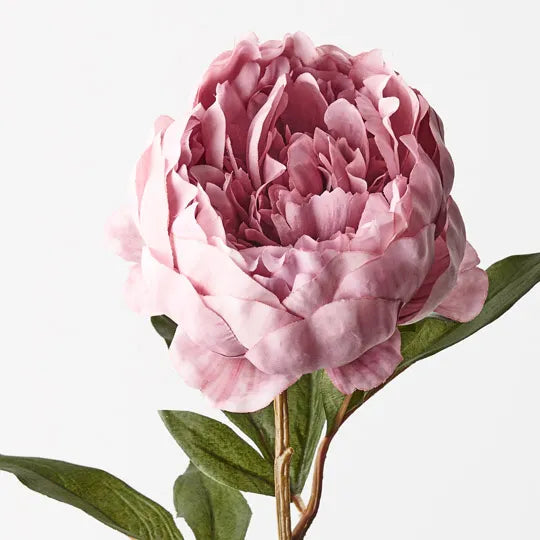 Pink Peony