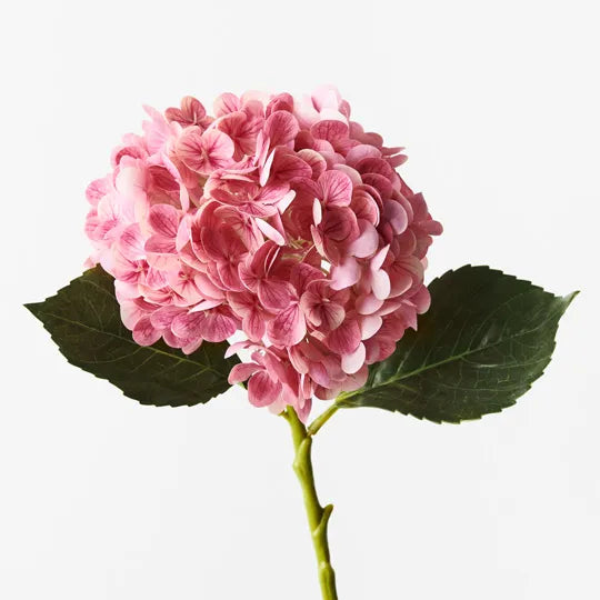 Hydrangea Pink