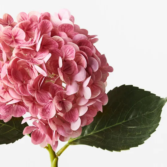 Hydrangea Pink