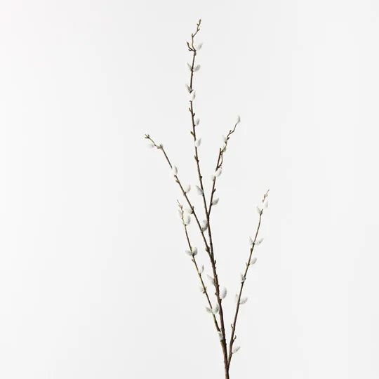 Pussy Willow Spray