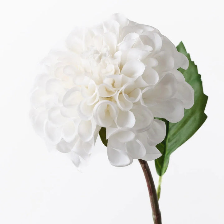 Dahlia Pompon