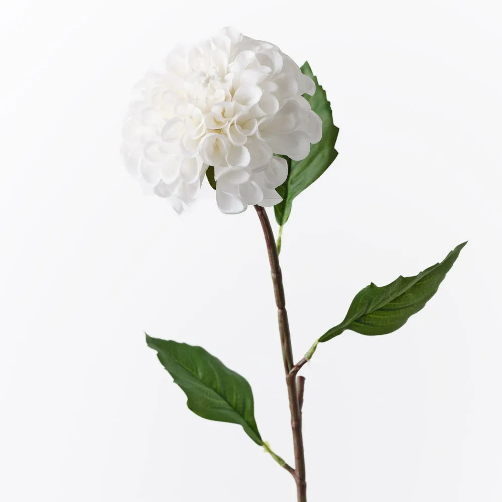 Dahlia Pompon