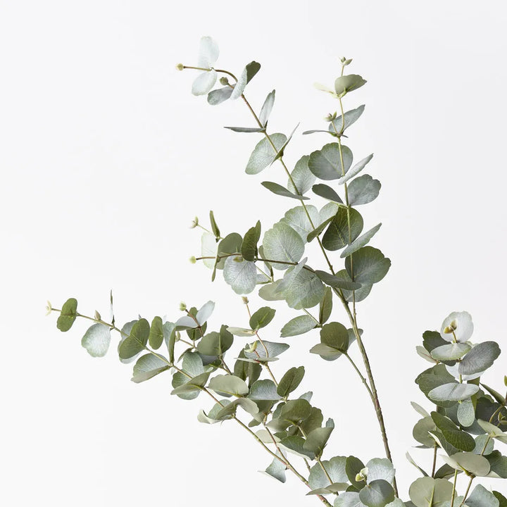 Eucalyptus Spray