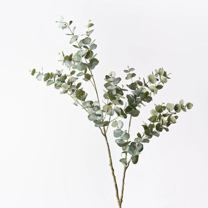 Eucalyptus Spray