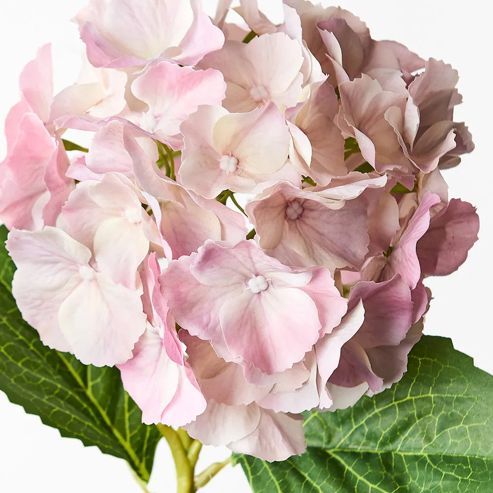 Hydrangea - Light Pink