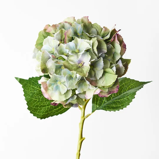 Hydrangea - Green Burgundy