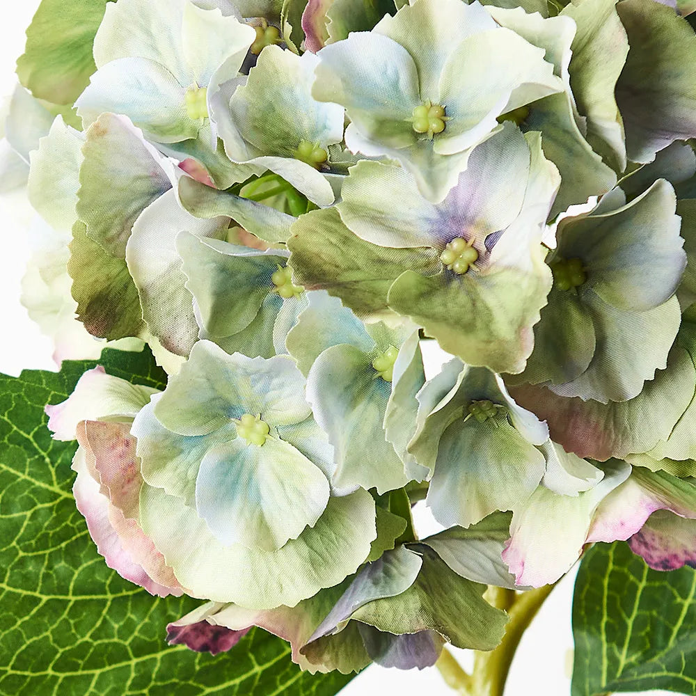 Hydrangea - Green Burgundy