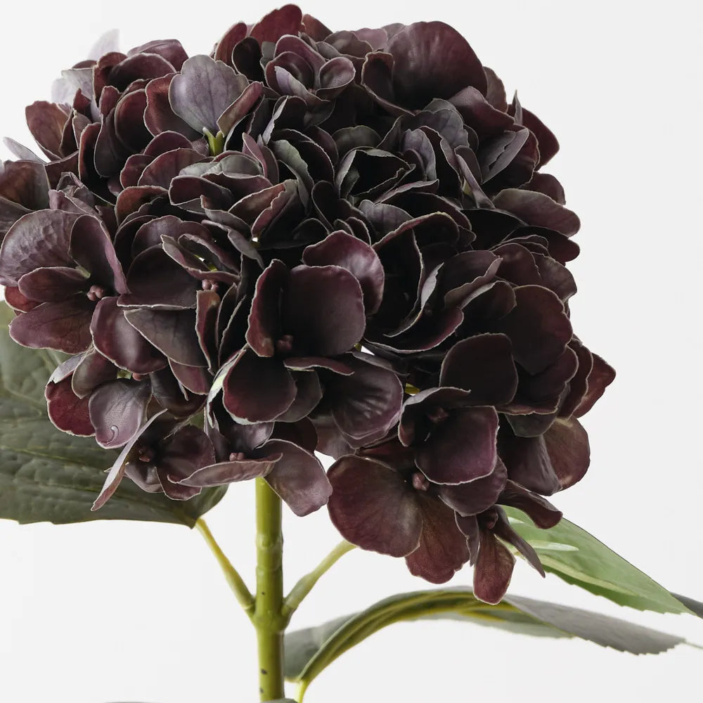 Hydrangea - Eggplant Green