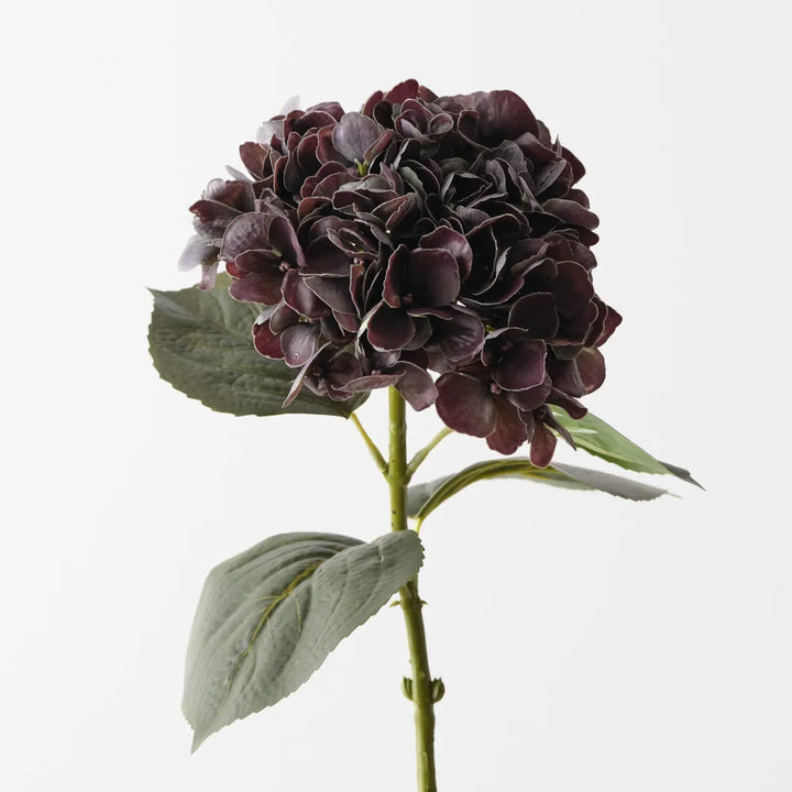 Hydrangea - Eggplant Green
