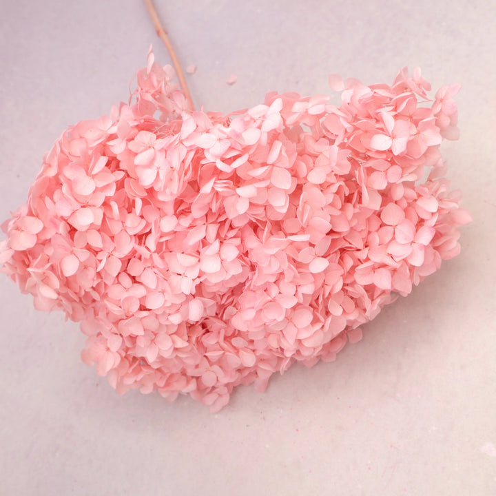 Light Pink Hydrangea