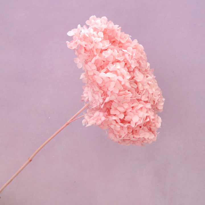 Light Pink Hydrangea