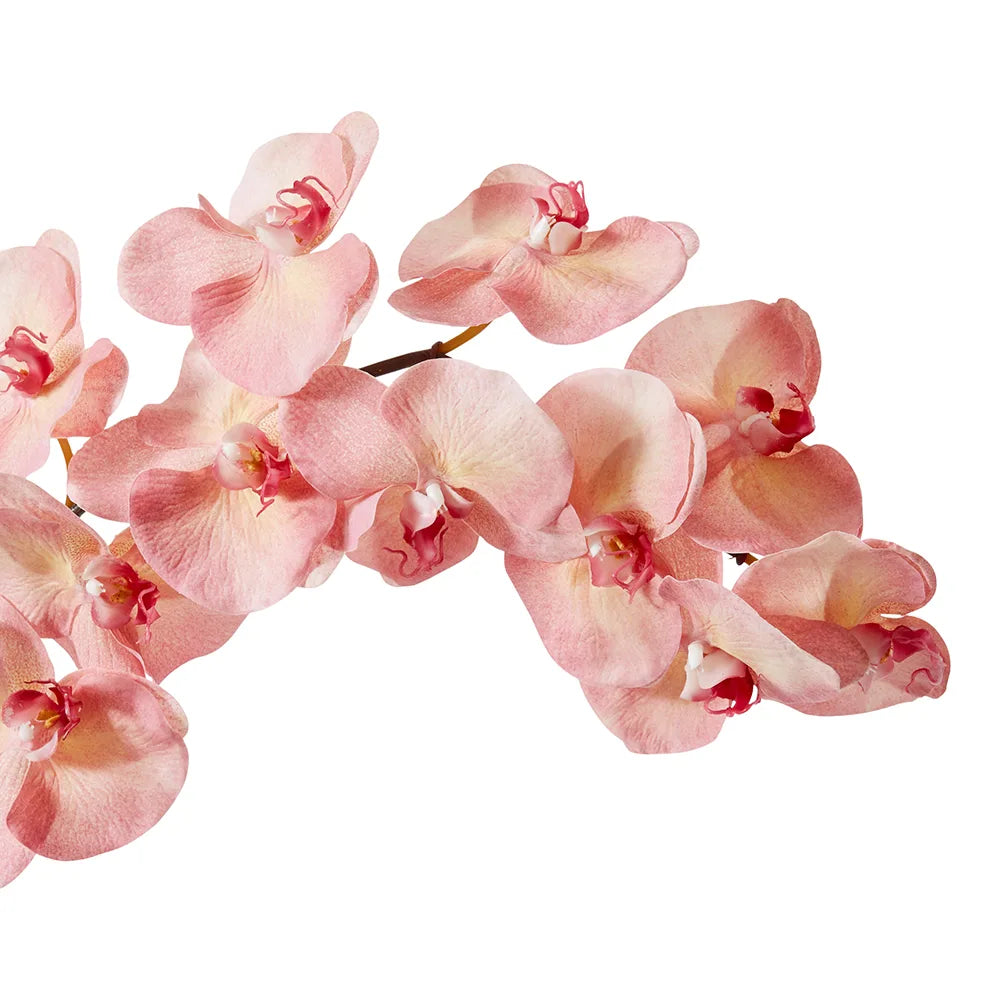 Phalaenopsis Orchid Stem Pink 112cm