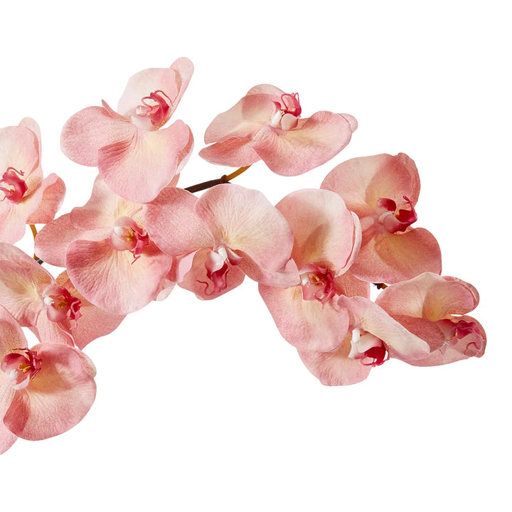 Phalaenopsis Orchid Stem Pink 112cm
