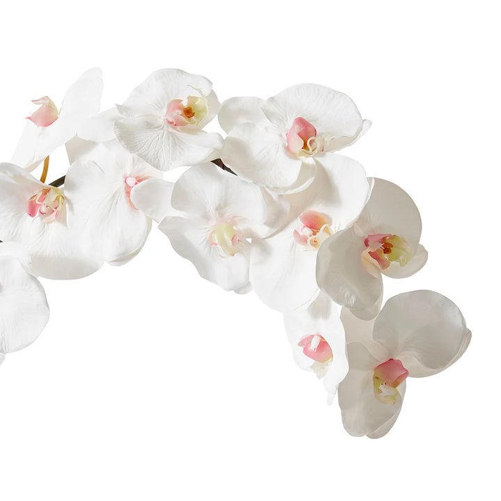 Phalaenopsis Orchid Stem White 112cm