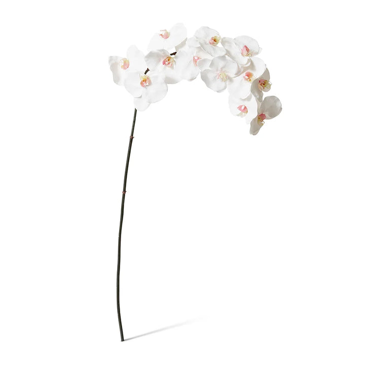 Phalaenopsis Orchid Stem White 112cm