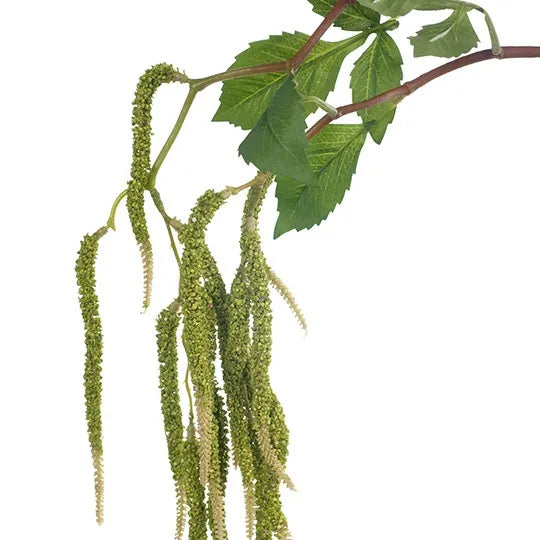 Amaranthus Spray