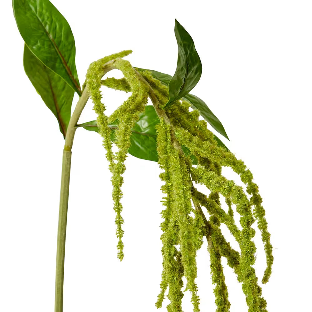 Amaranthus Spray Green - 18 x 15 x 114cm
