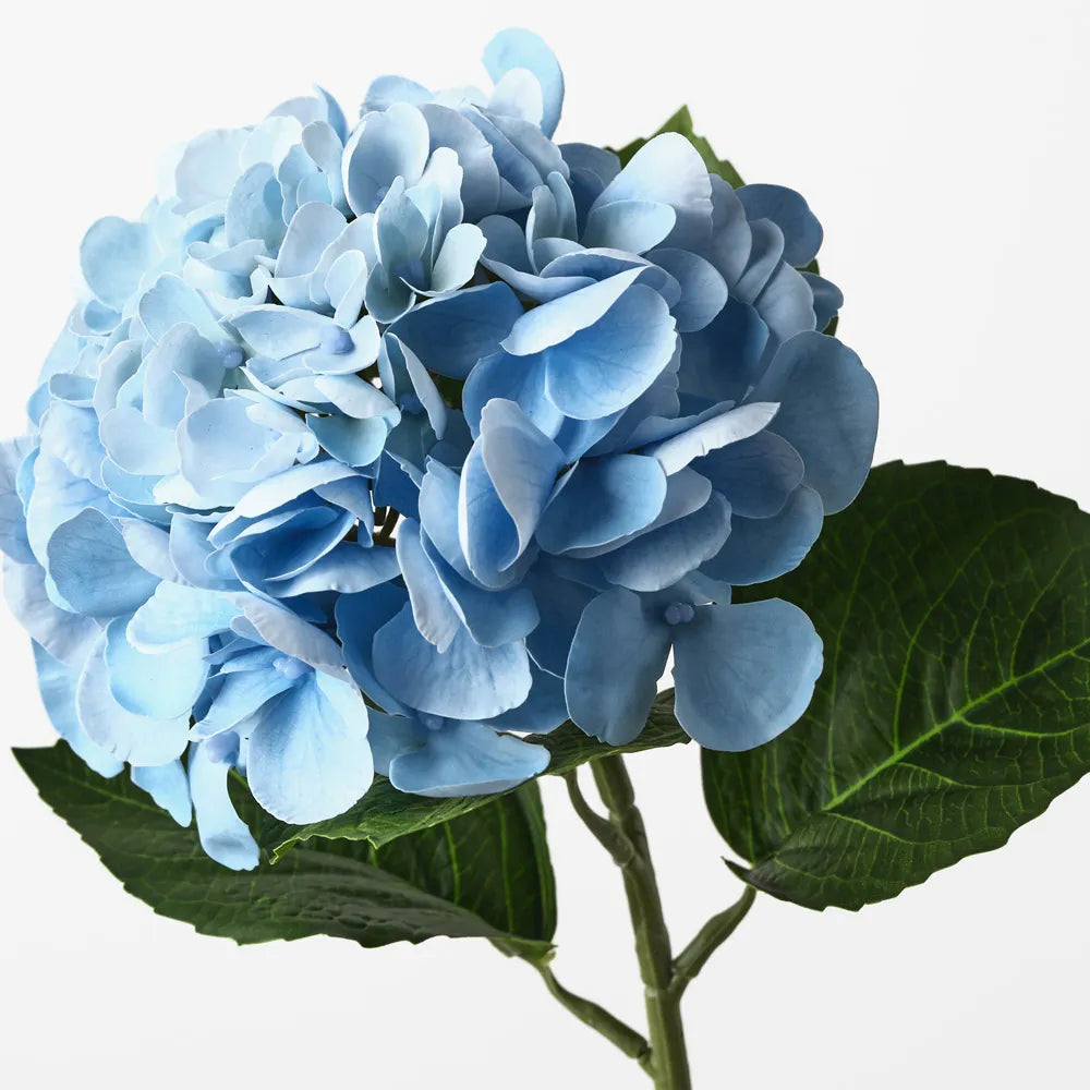 Hydrangea - Blue