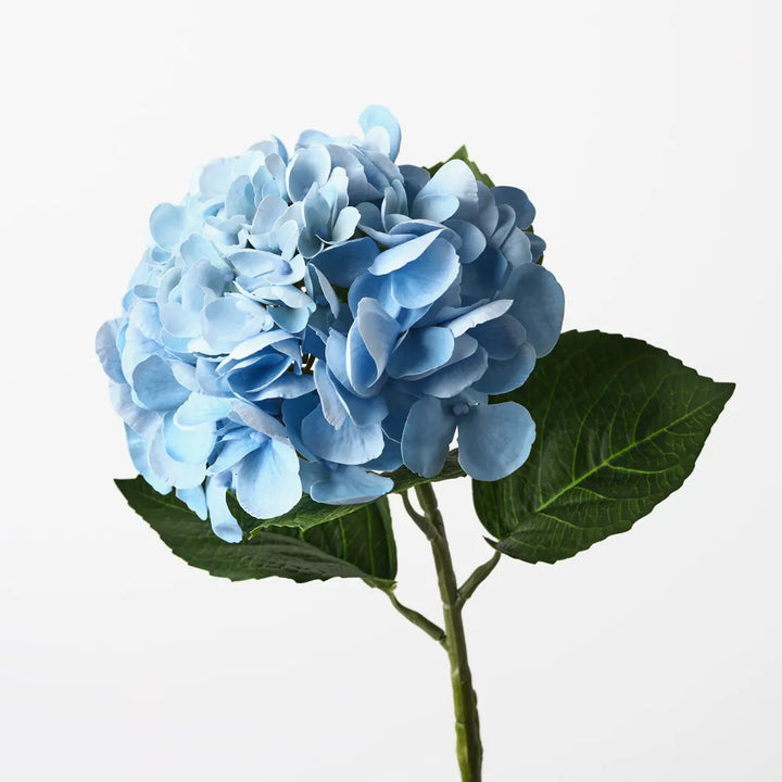 Hydrangea - Blue