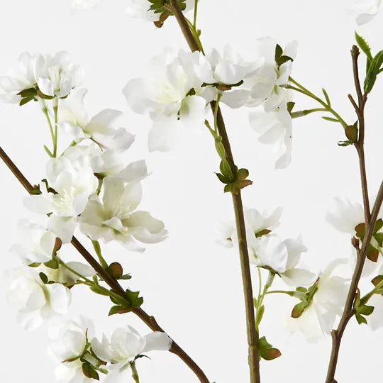 Blossom Cherry