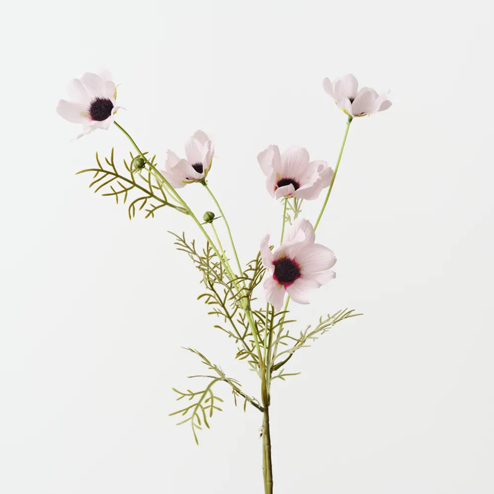 Cosmos Spray
