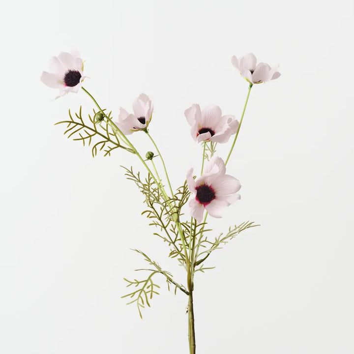 Cosmos Spray