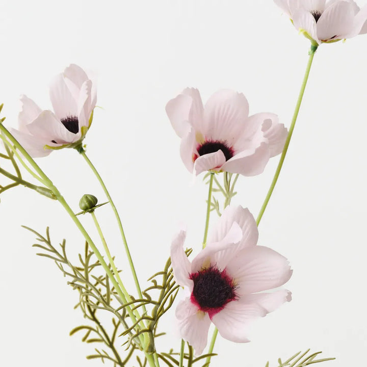 Cosmos Spray