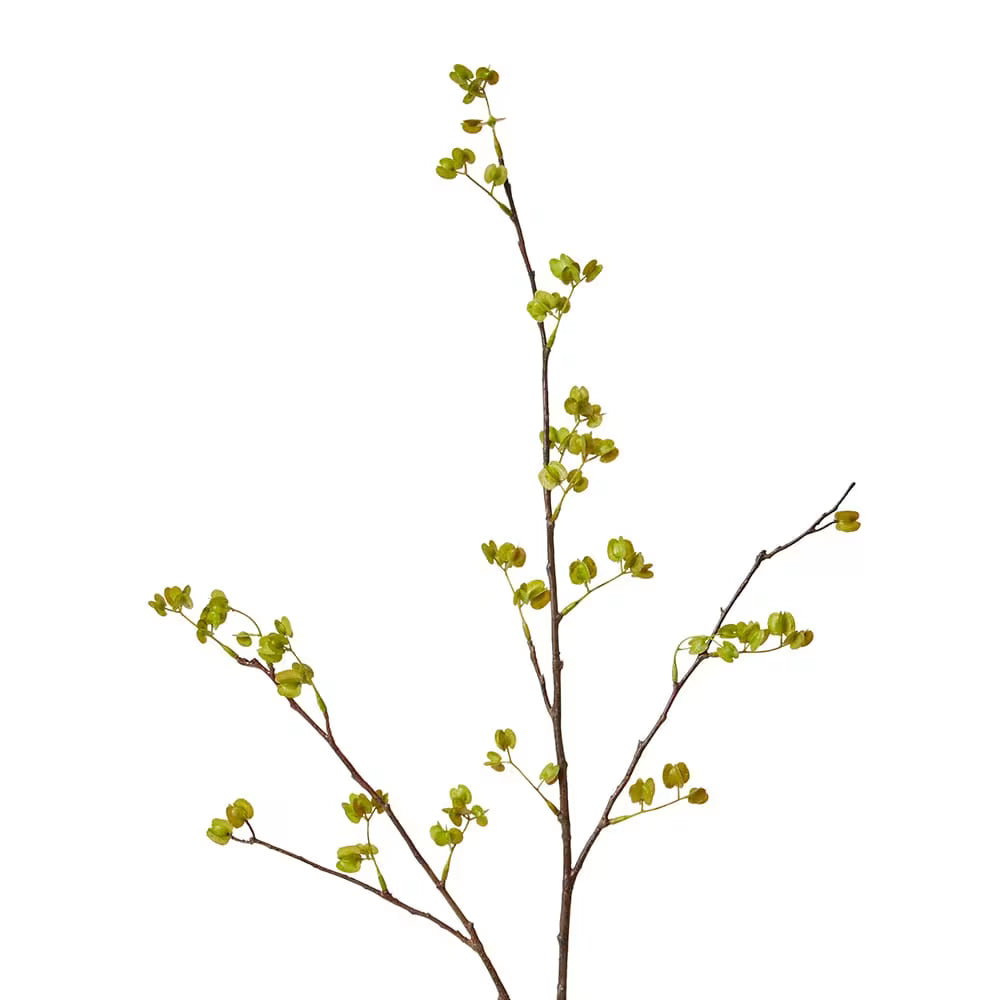 Elm Seeding Spray Green - 34 x 24 x 84cm