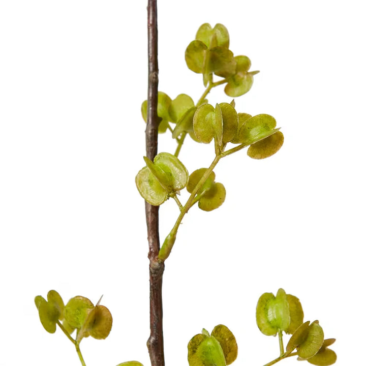 Elm Seeding Spray Green - 34 x 24 x 84cm