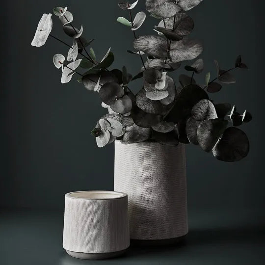 Eucalyptus Silver Dollar Bush