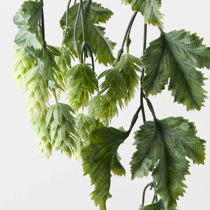 Hops hanging Bush