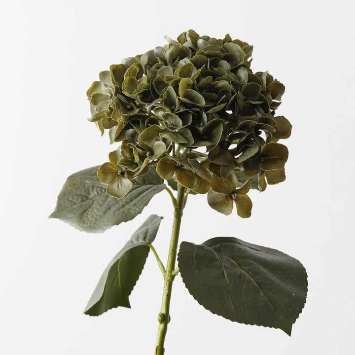 Hydrangea - Green Olive