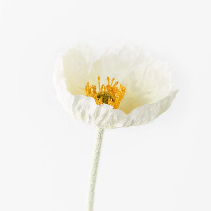 Iceland Poppy White