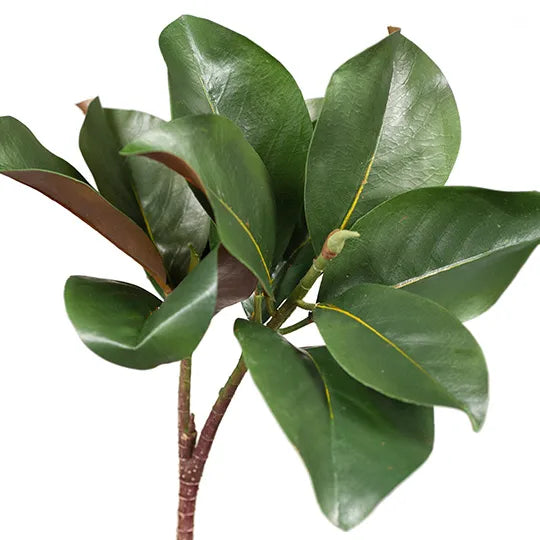 Magnolia Leaf Spray