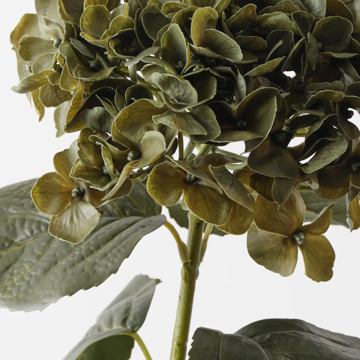 Hydrangea - Green Olive