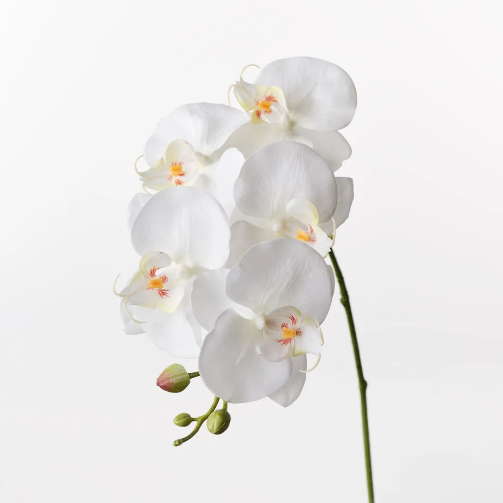 Orchid Phalaenopsis Spray