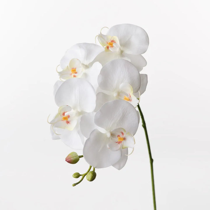 Orchid Phalaenopsis Spray