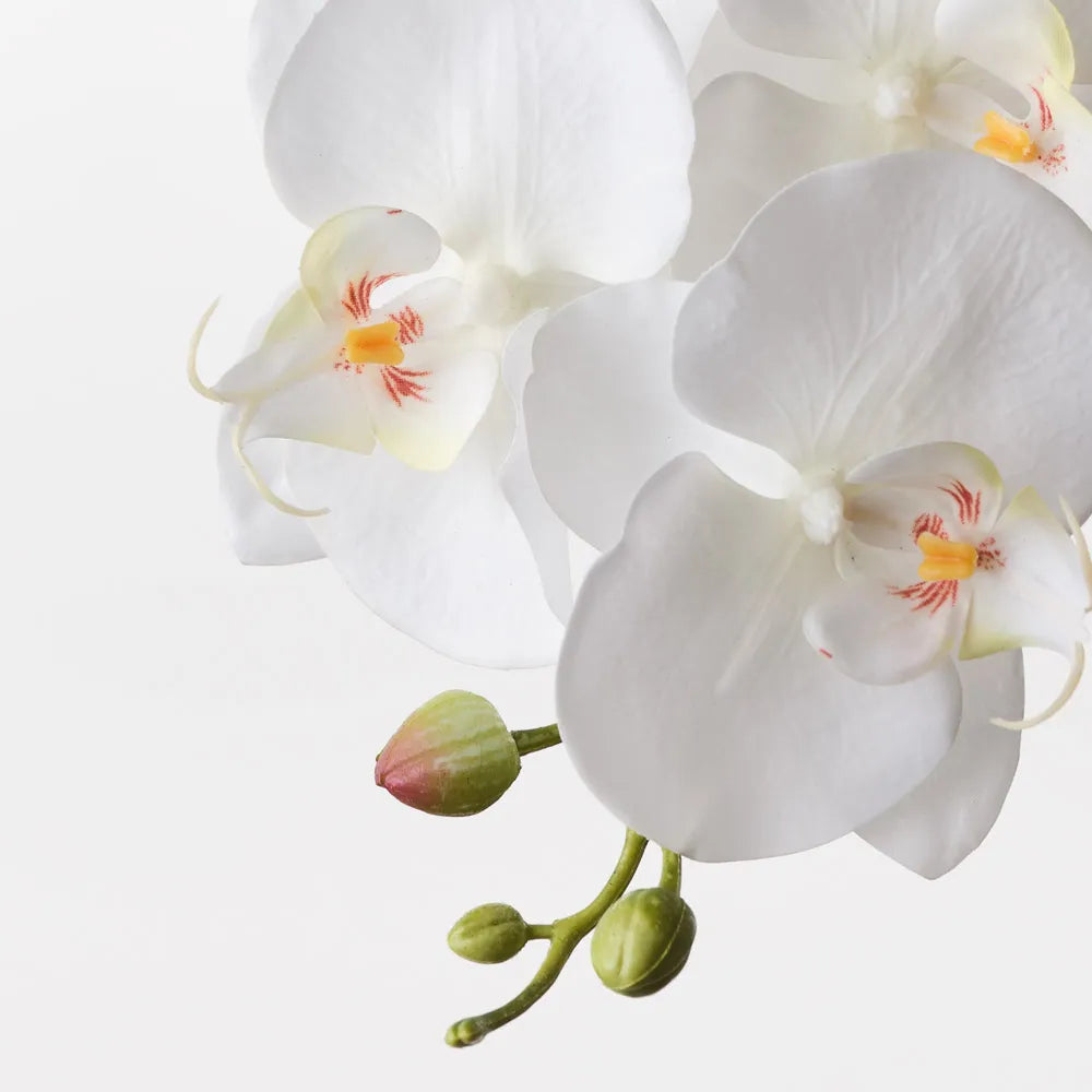 Orchid Phalaenopsis Spray
