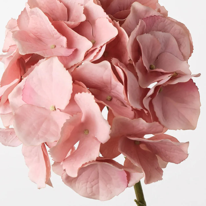 Hydrangea - Dusty Pink